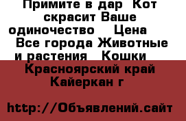 Примите в дар. Кот скрасит Ваше одиночество. › Цена ­ 0 - Все города Животные и растения » Кошки   . Красноярский край,Кайеркан г.